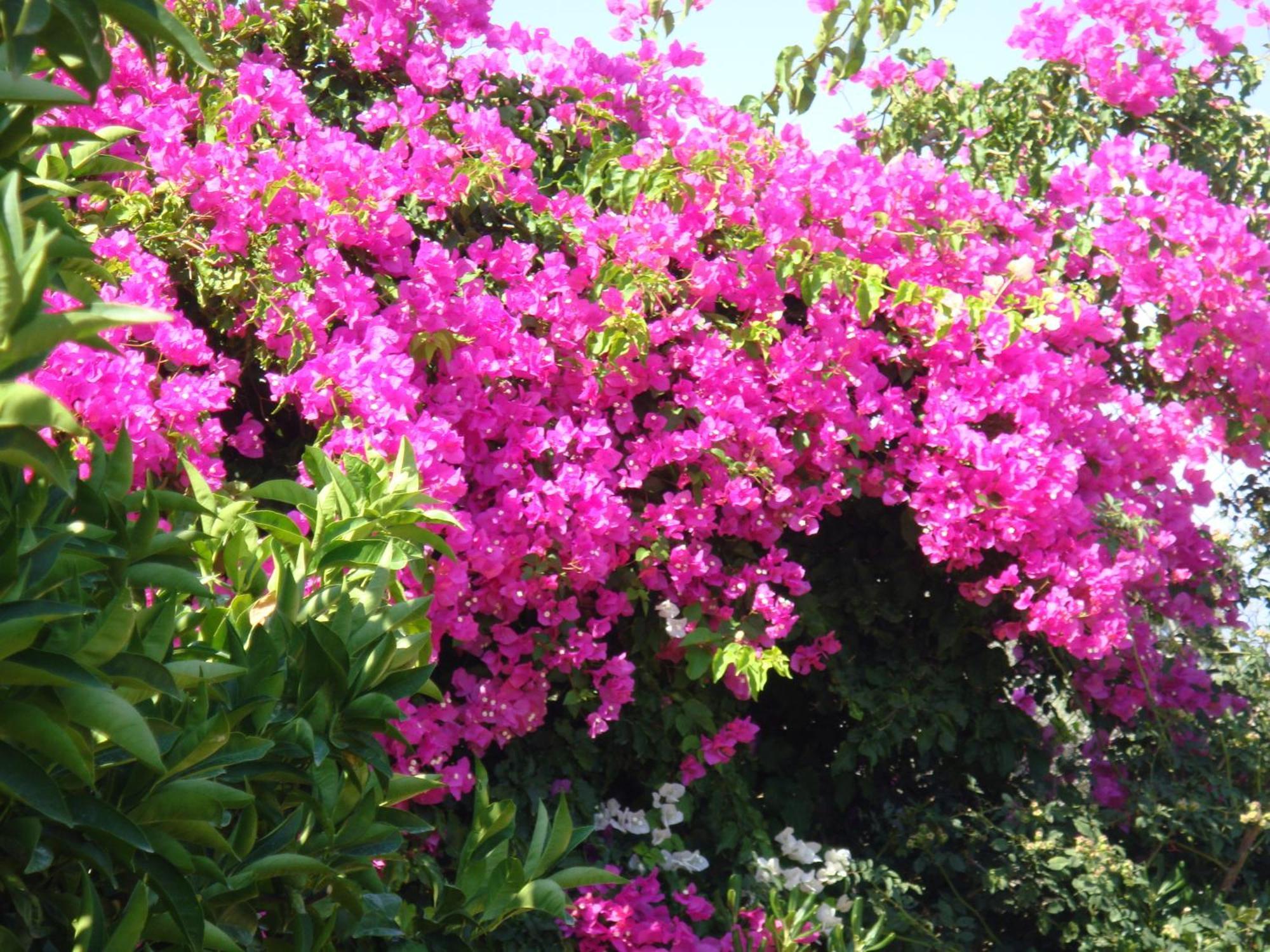 Skala  Villa Eliza מראה חיצוני תמונה